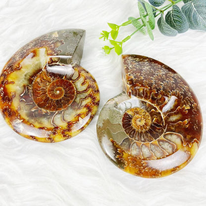 Ammonite Fossils Specimens GEMROCKY-Mineral Specimens-