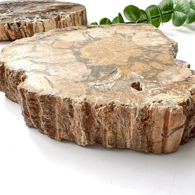 Petrified Wood Fossil Specimen GEMROCKY-Mineral Specimens-