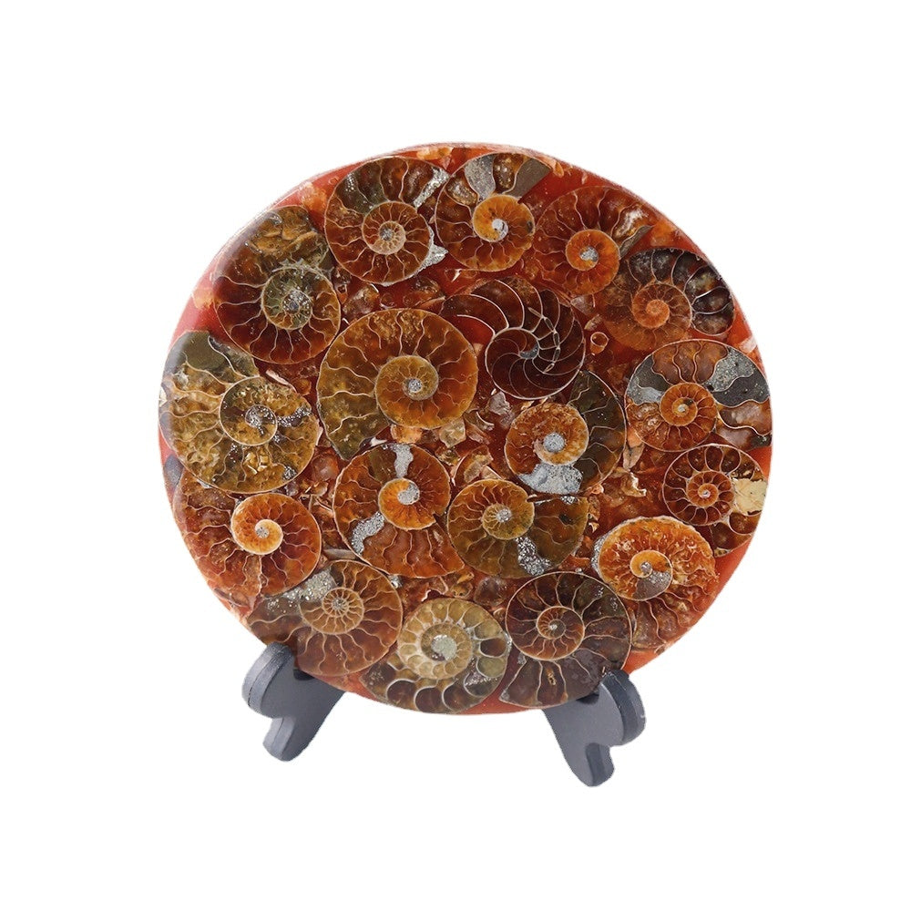 Madagascar Ammonite Fossil Disc Decor Ornaments Specimens GEMROCKY-