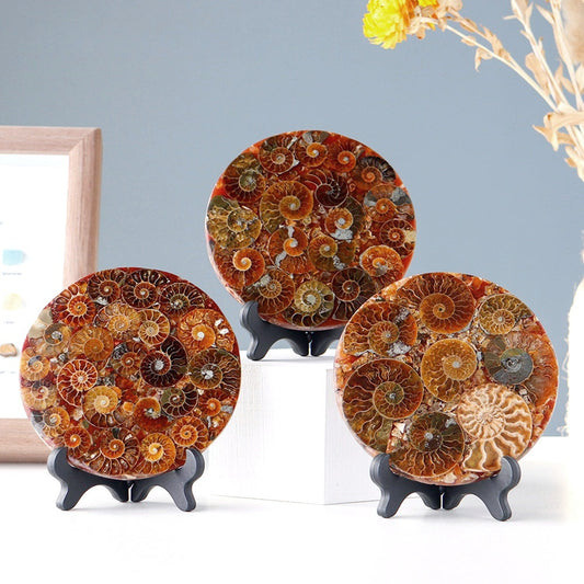 Madagascar Ammonite Fossil Disc Decor Ornaments Specimens GEMROCKY-